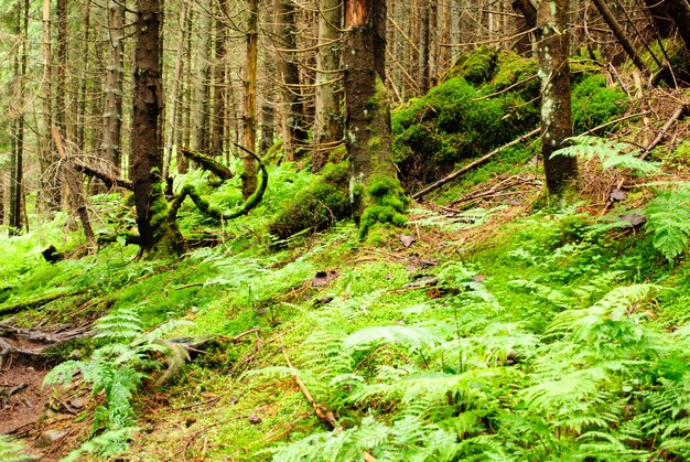 Bosque con árboles caídos y plantas verdes.