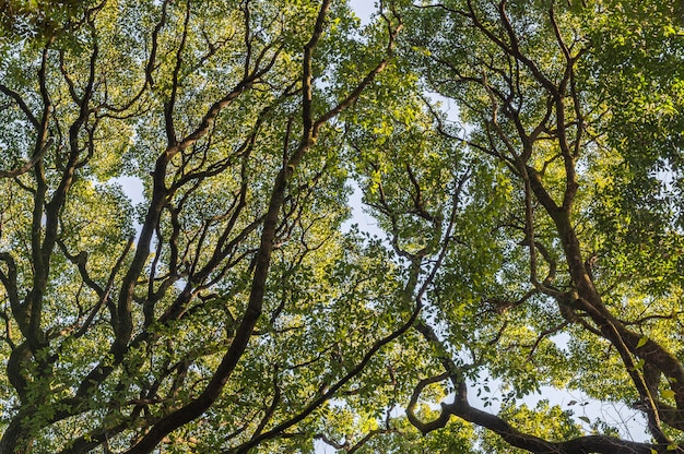 Bosque con árboles de cerca