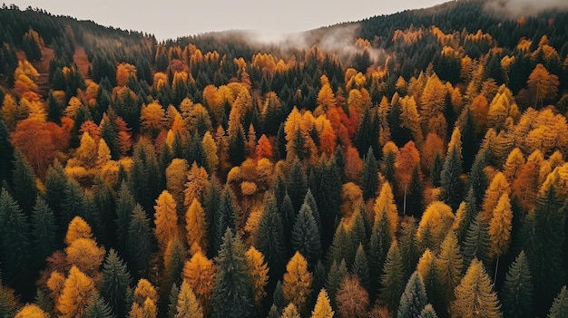 Un bosque con árboles coloridos en otoño