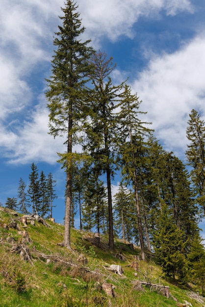 Bosque con árboles cortados y ramas rotas y vegetación de montaña contra el cielo nublado