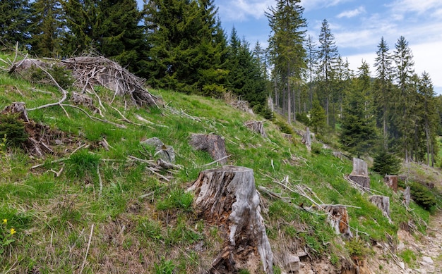 Bosque con árboles cortados y ramas rotas y vegetación de montaña contra el cielo nublado