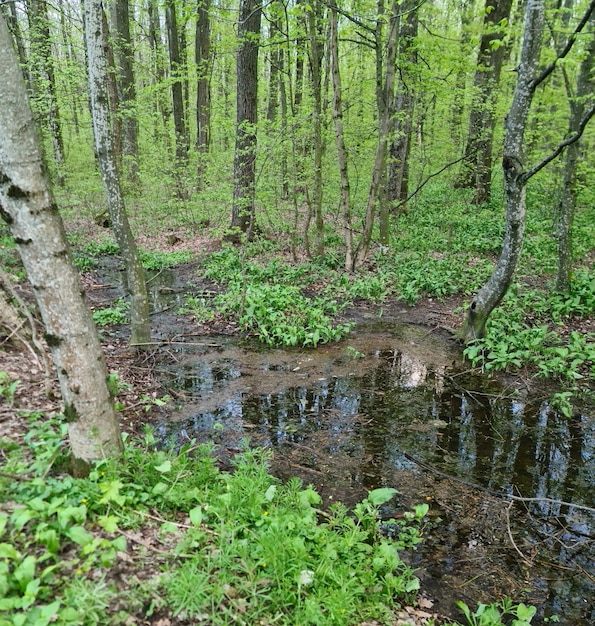 Un bosque con árboles y un estanque con plantas verdes y un árbol.