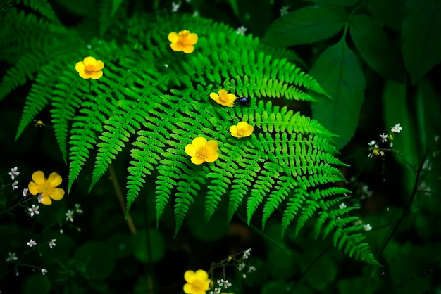 bosque con arboles flores y helechos