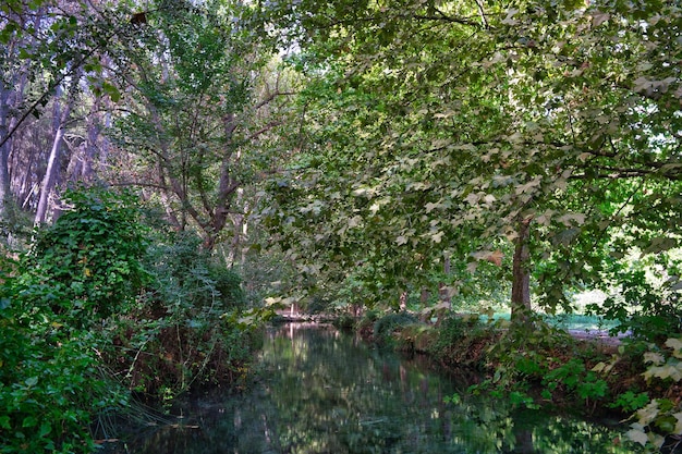 Bosque de árboles grandes en otoño