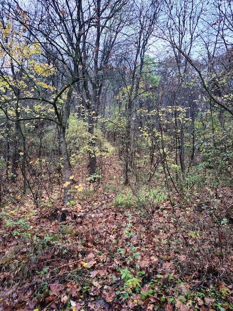 Un bosque con árboles y hojas