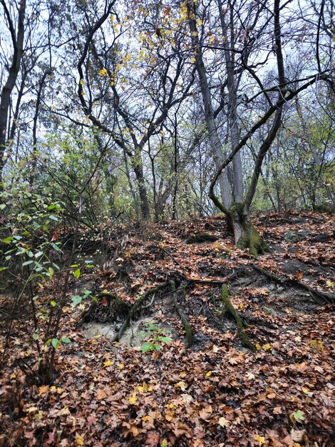 Un bosque con árboles y hojas