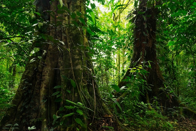 bosque con arboles y musgo