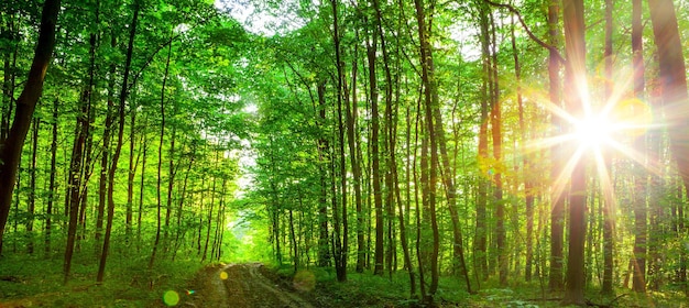 bosque árboles naturaleza verde madera luz del sol fondos cielo