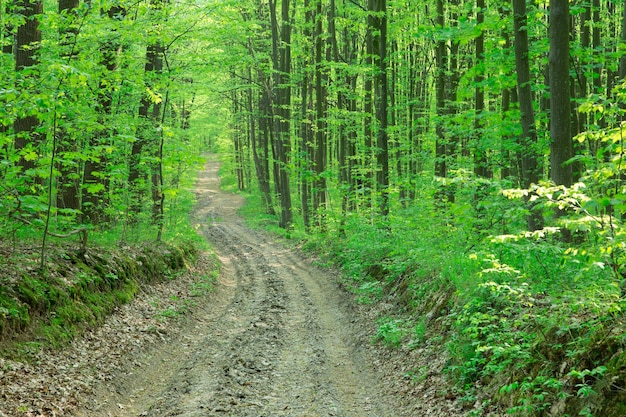 Bosque árboles naturaleza verde madera luz del sol fondos