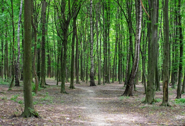 Bosque árboles naturaleza verde madera luz de sol fondos