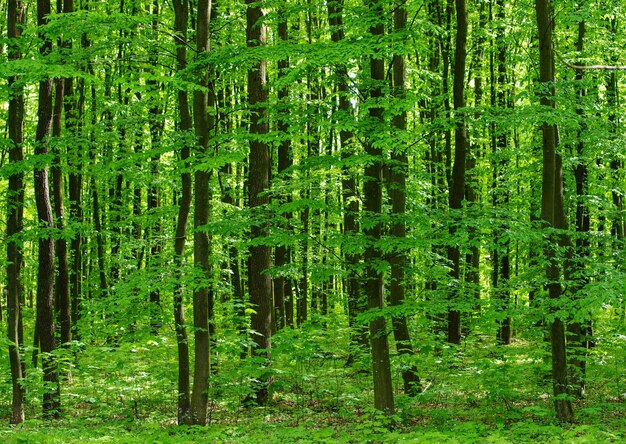 Bosque árboles naturaleza verde madera luz de sol fondos