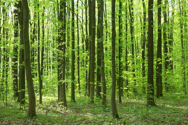 Bosque árboles naturaleza verde madera luz de sol fondos