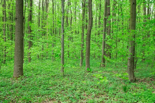 Bosque árboles naturaleza verde madera luz de sol fondos