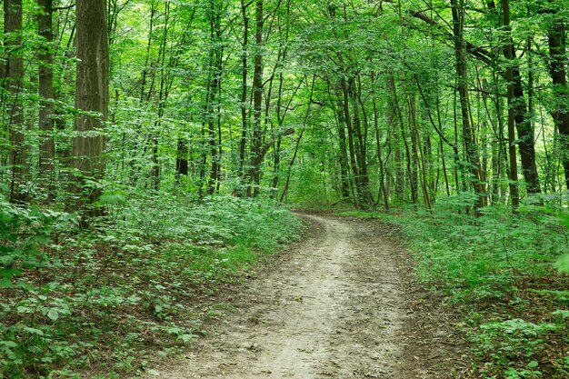 Bosque árboles naturaleza verde madera luz de sol fondos