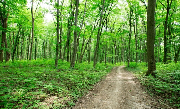 Bosque árboles naturaleza verde madera luz de sol fondos