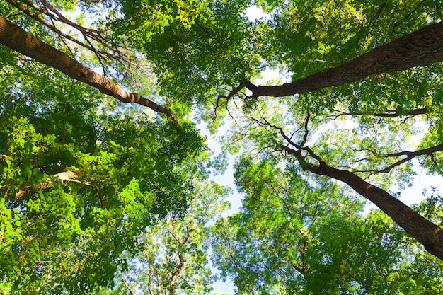 Bosque árboles naturaleza verde madera luz del sol fondos