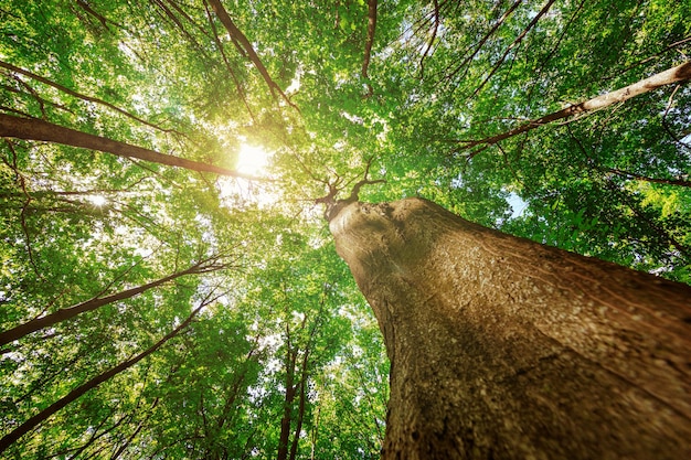 Bosque árboles naturaleza verde madera luz de sol fondos