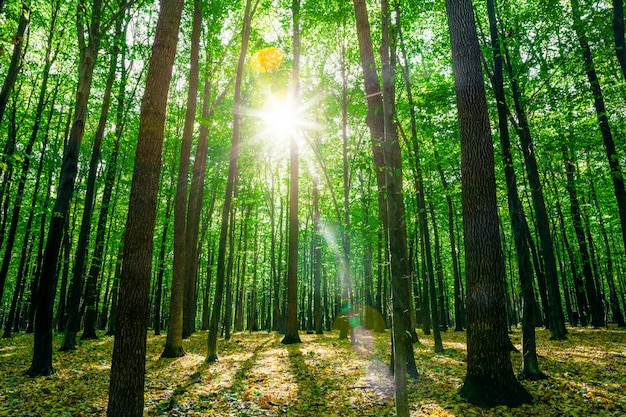 Un bosque de árboles. naturaleza verde madera luz del sol