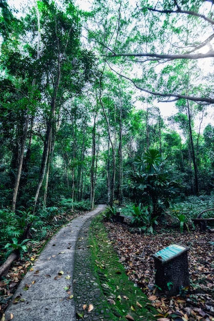 bosque, arboles, naturaleza