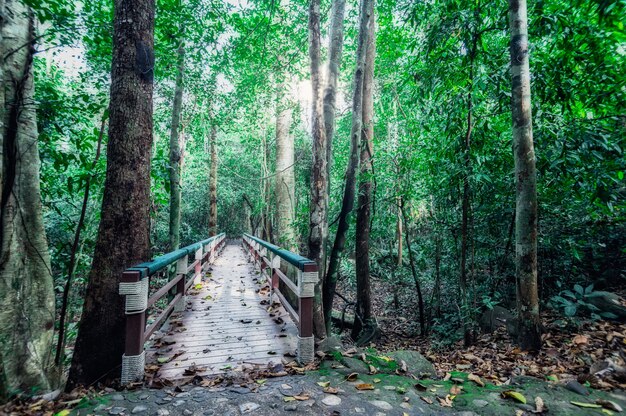 bosque, arboles, naturaleza