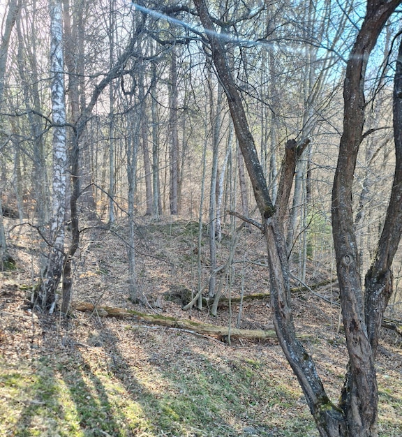 Un bosque con árboles y pasto y un cielo azul.