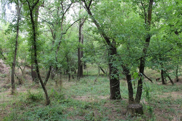 Un bosque con árboles y pasto.