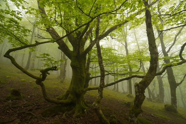 bosque con árboles rodeado de musgo