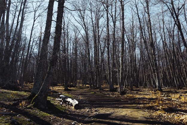 Bosque con árboles secos en invierno Enfoque selectivo Copiar espacio