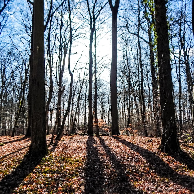 Un bosque con árboles y el sol brillando en el suelo.