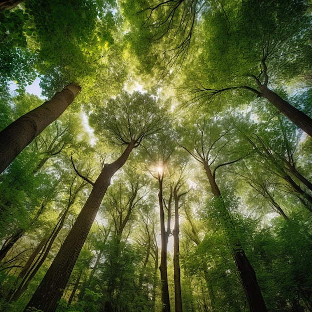 Un bosque con árboles y el sol brillando a través de los árboles.