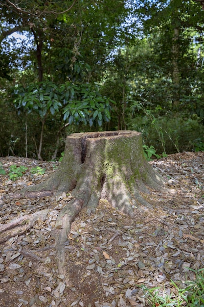 Foto un bosque con los árboles talados.