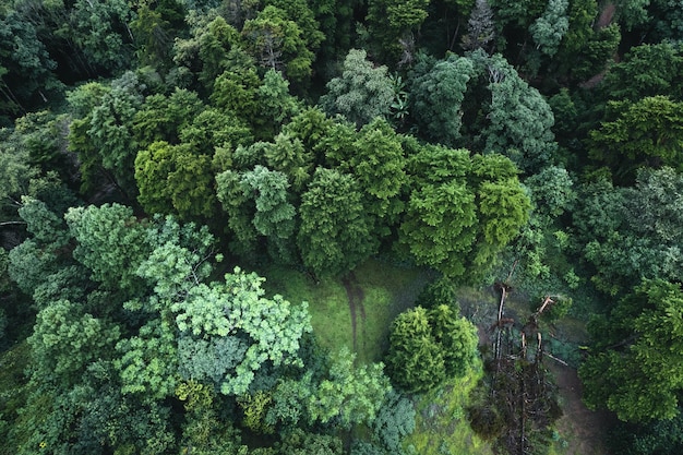 Bosque y árboles verdes después de la lluvia.