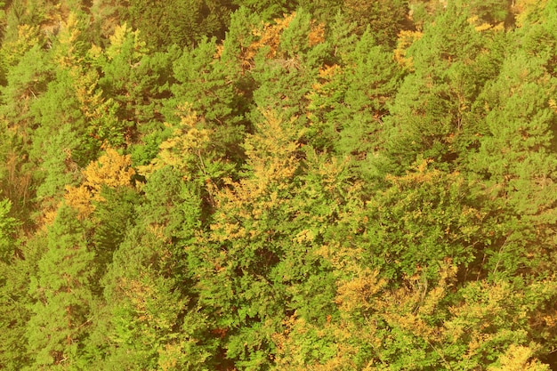 Bosque con árboles verdes