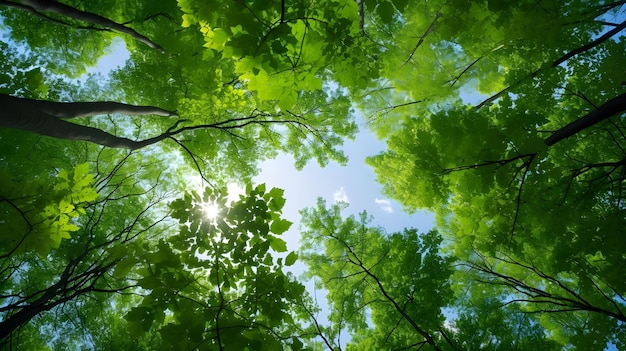 bosque árboles vista desde abajo hacia el cielo naturaleza verde madera luz del sol fondos