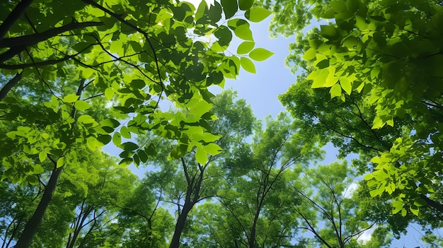 bosque árboles vista desde abajo hacia el cielo naturaleza verde madera luz del sol fondos