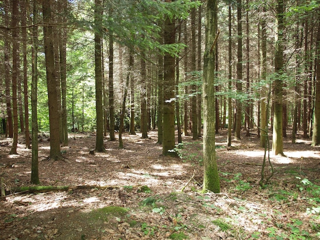 Bosque de arboles