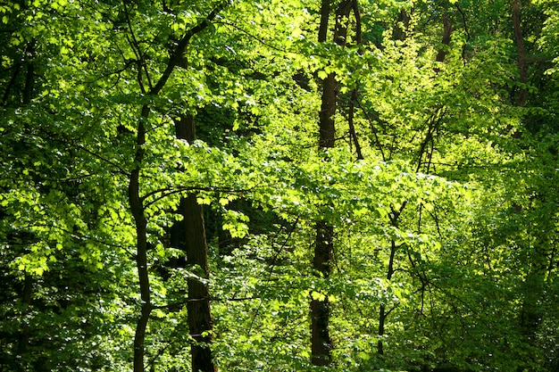 Bosque de arce y carpe en primavera