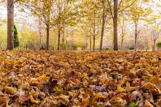 Bosque de arce otoñal en Qingdao