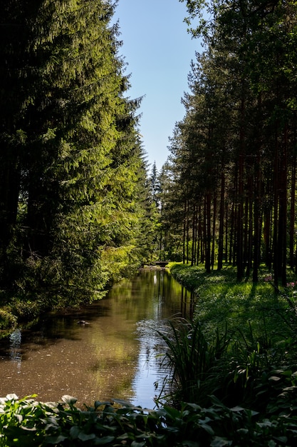 bosque y arroyo en verano.