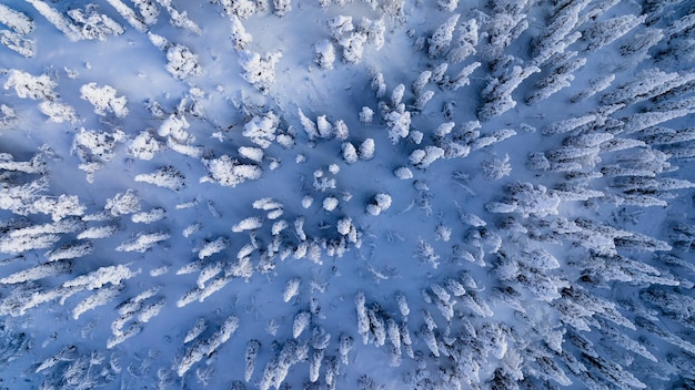 Bosque ártico cubierto de nieve helada mañana en Laponia 01