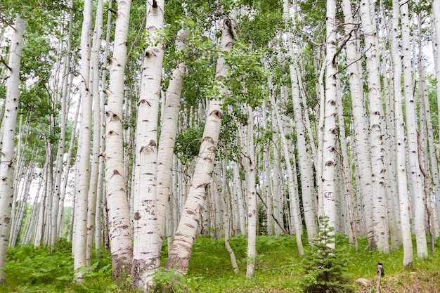 Bosque de Aspen cerca de Crested Butte, Colorado.