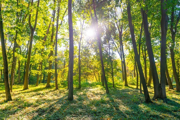 Bosque atardecer otoño árboles y luz solar.