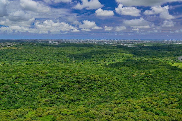 Bosque Atlántico cerca de la ciudad de Recife, Pernambuco, Brasil
