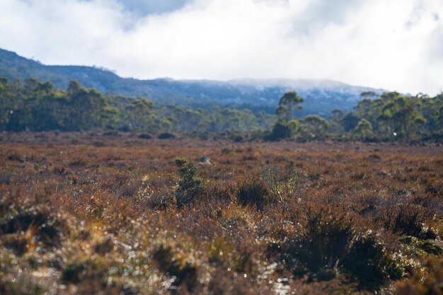 Bosque australiano en las tierras altas con plantas nativas