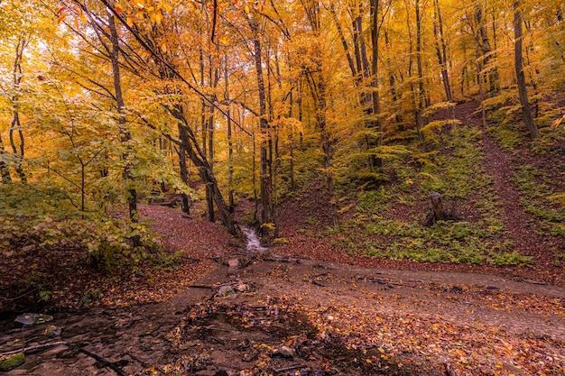 Bosque de Autumn Creek con rocas de follaje de árboles amarillos soleados en la montaña del bosque. Caminata de viaje idílica