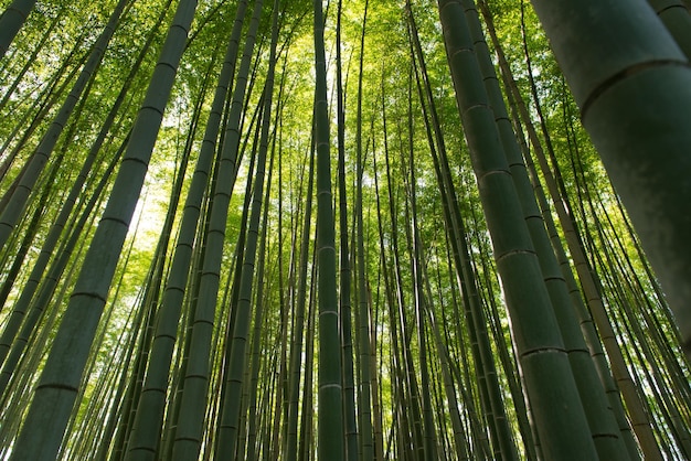 Bosque de bambú en Arashiyama Kyoto Japón