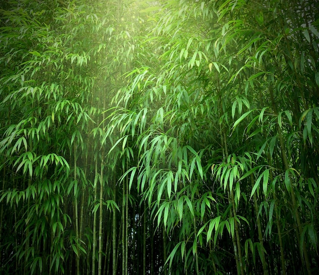 Foto bosque de bambú asiático con luz solar