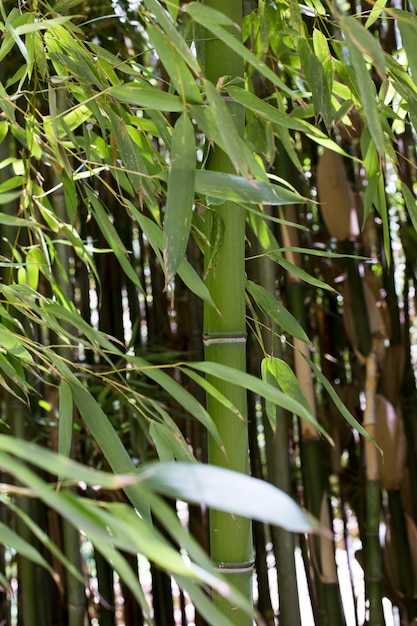 Foto bosque de bambú botánico a la luz del día.