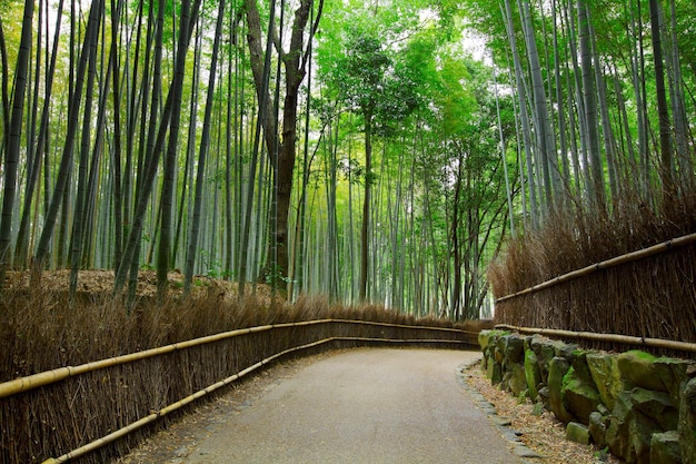 Bosque de bambú con camino