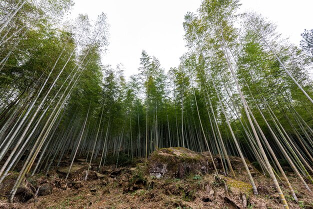 El bosque de bambú en el campo está lleno de bambú verde recto.